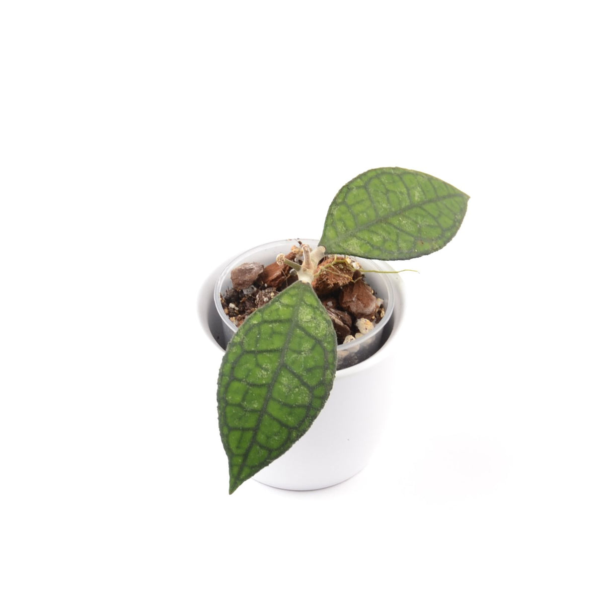 Hoya finlaysonii (West of Thailand), Größe S, Nr. 6