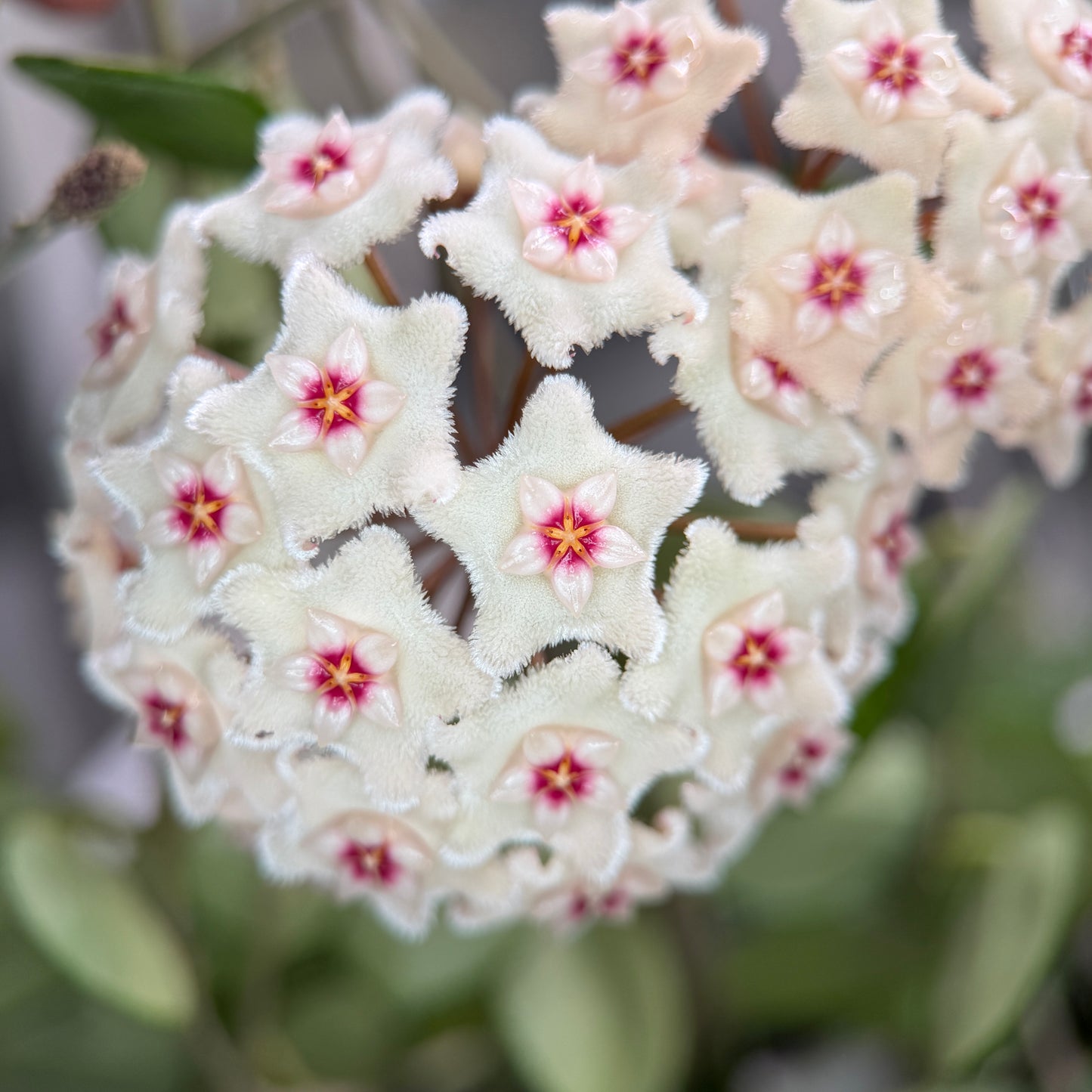 Hoya cv. Mathilde, Größe S, Nr. 3