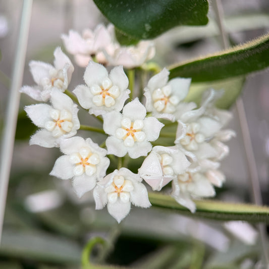 Hoya thomsonii, Größe S, Nr. 6