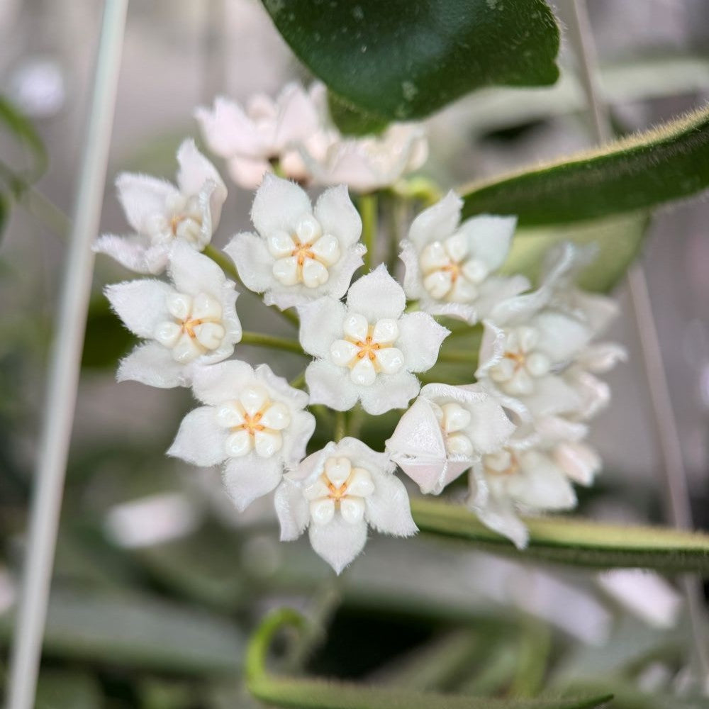 Hoya thomsonii, Größe S, Nr. 8