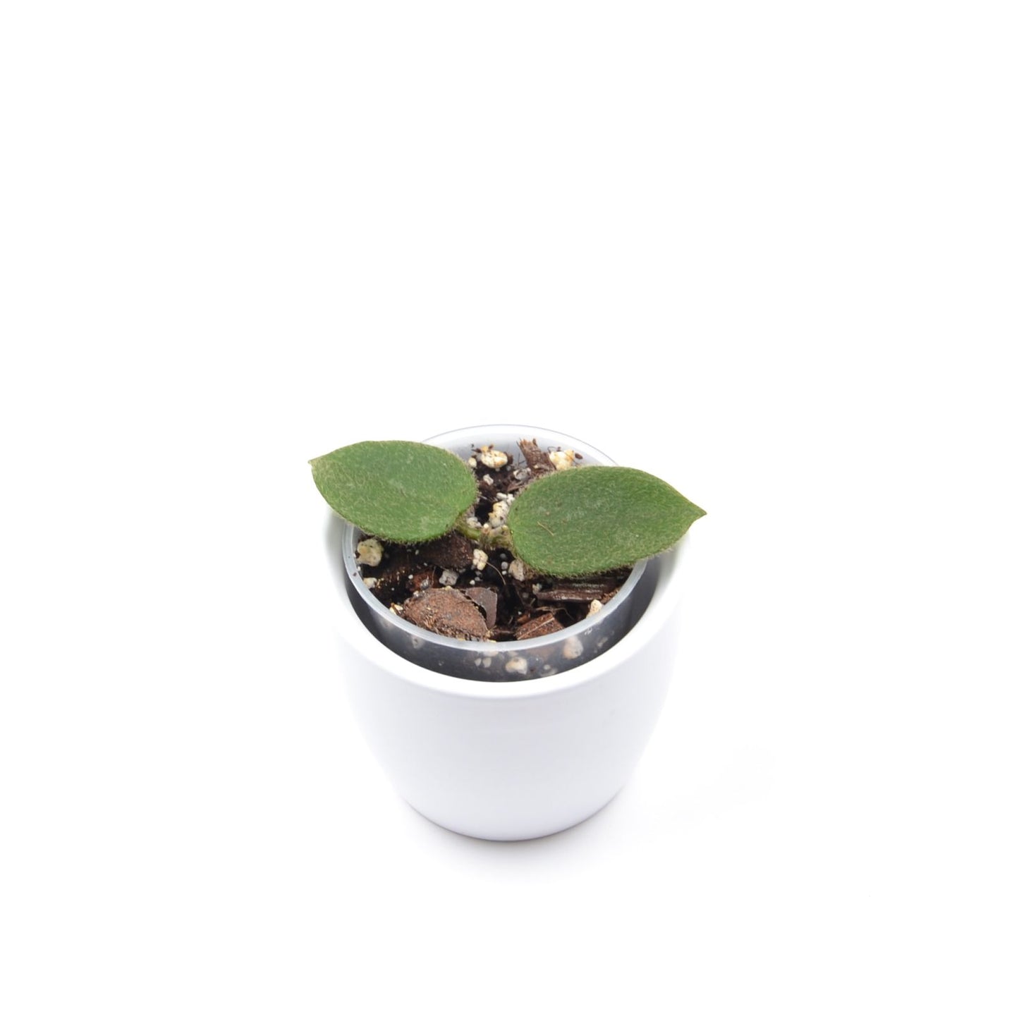 Hoya aff. thomsonii, Größe S, Nr. 1