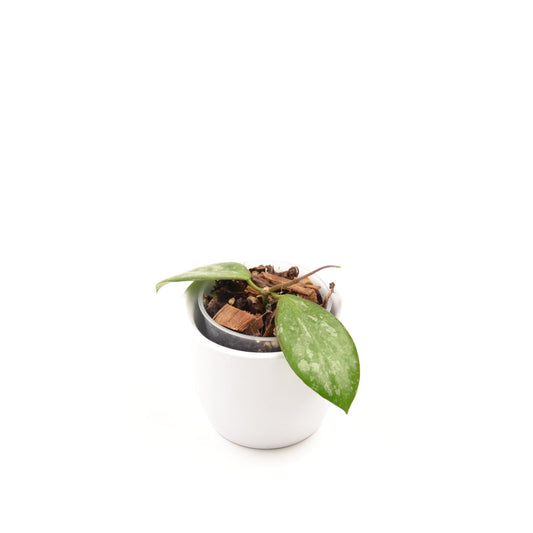Hoya biakensis ALS1, Größe S, Nr. 2