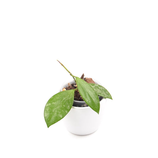 Hoya biakensis ALS1, Größe S, Nr. 1