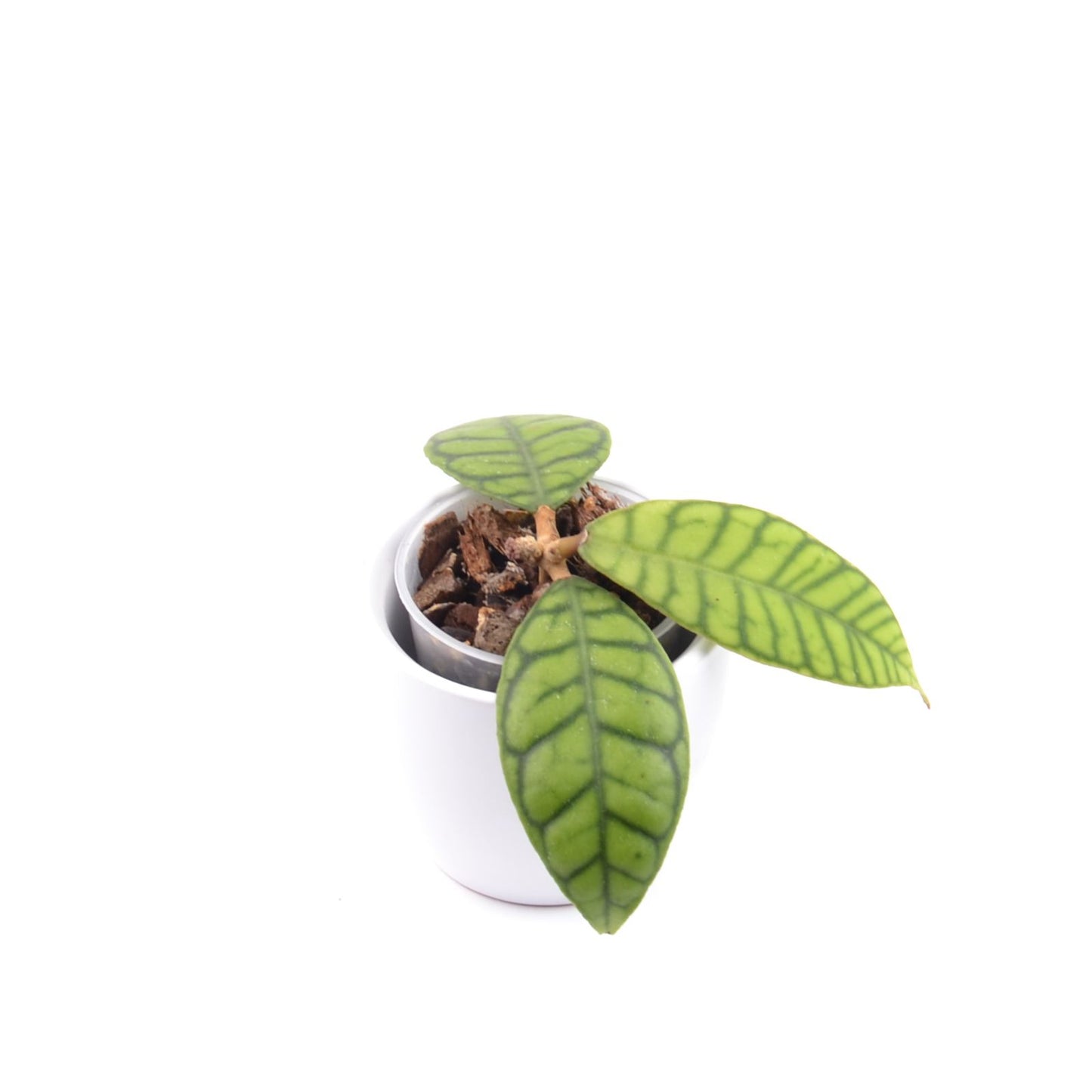 Hoya callistophylla, Größe S, Nr. 5