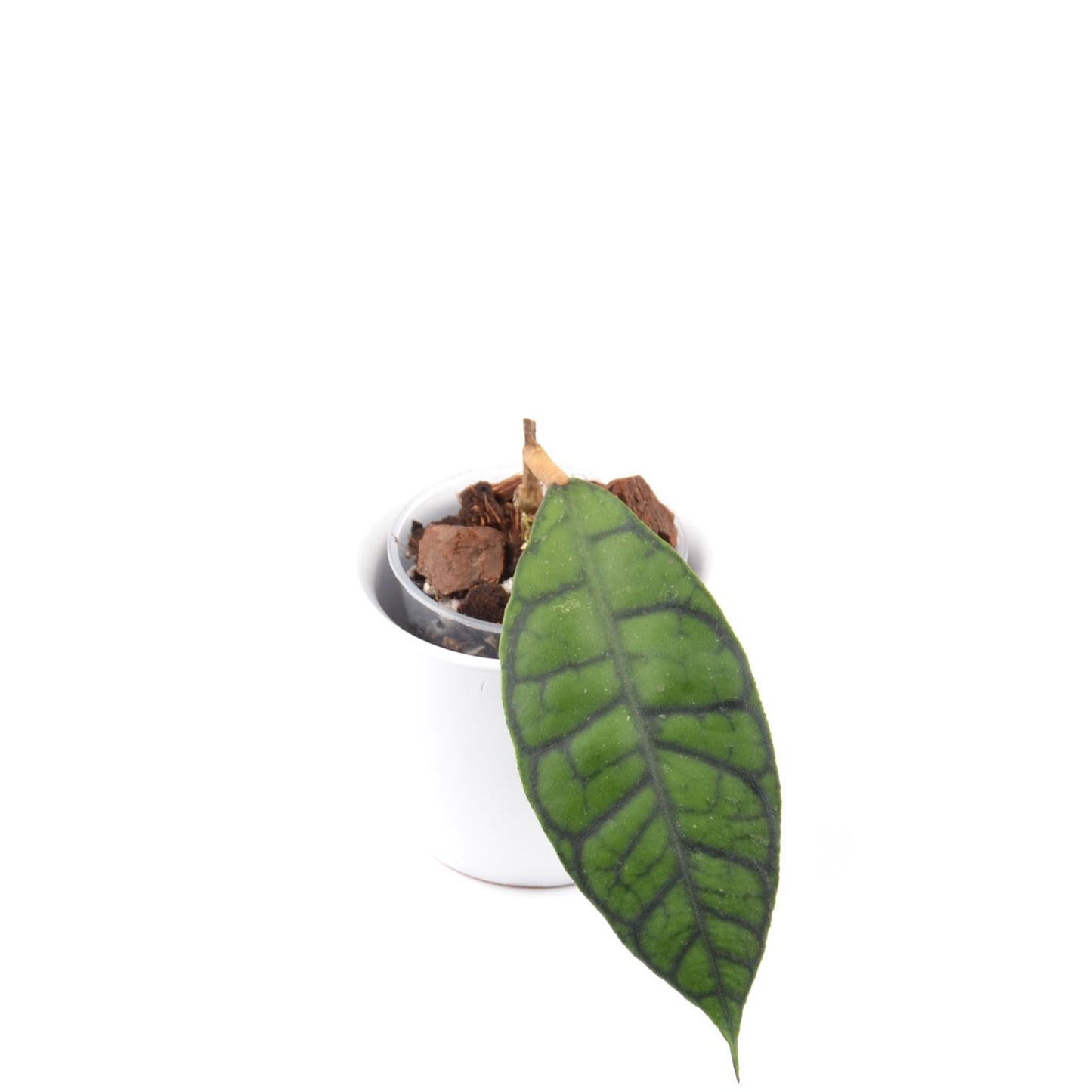 Hoya callistophylla, Größe S, Nr. 7