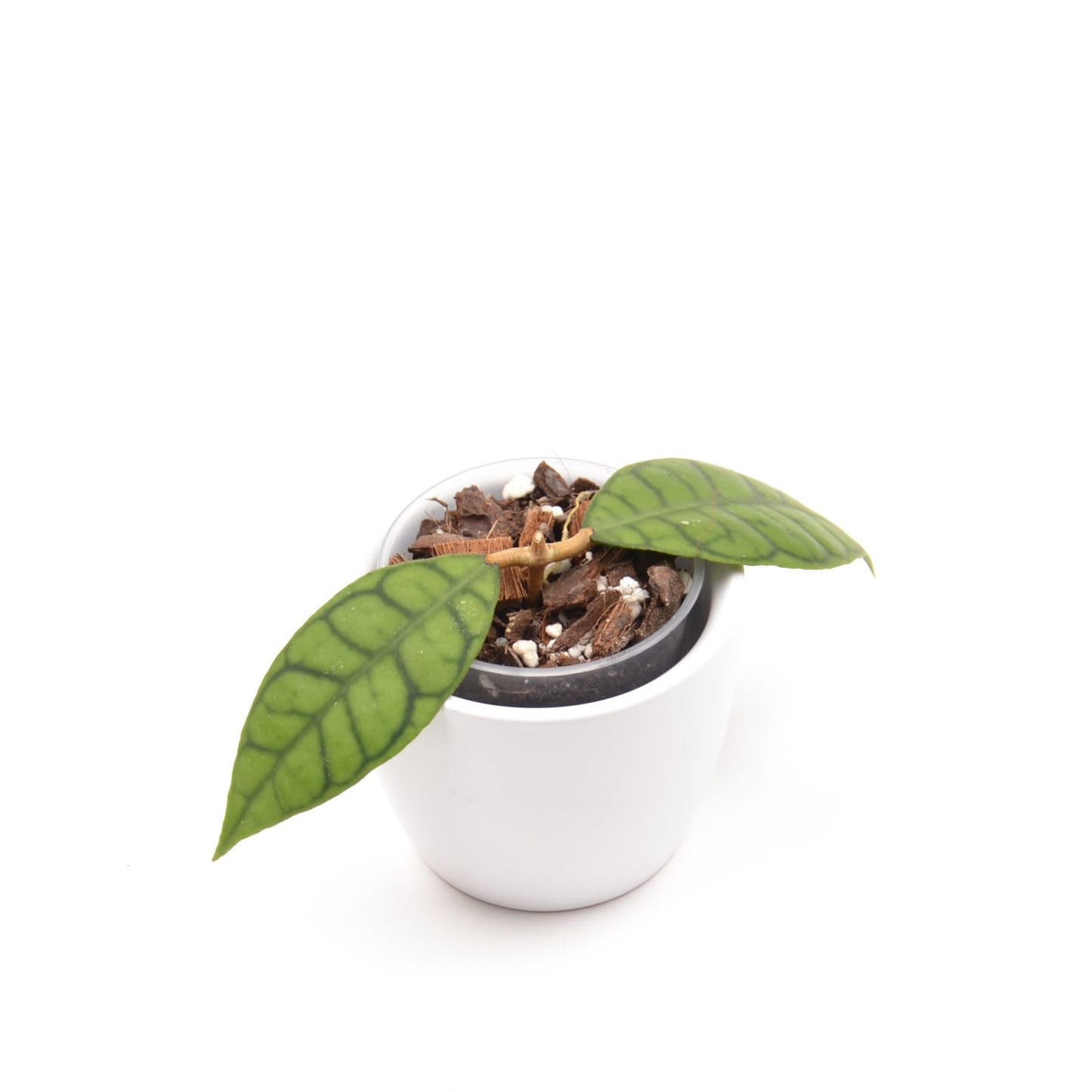 Hoya callistophylla, Größe S, Nr. 2