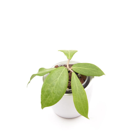 Hoya camphorifolia, Größe S, Nr. 1