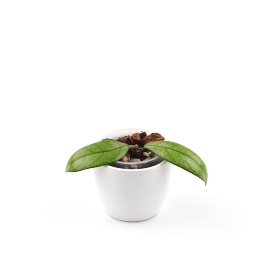 Hoya crassipetiolata, Größe S, Nr. 1