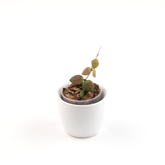 Dischidia hirsuta, Größe S, Nr. 4