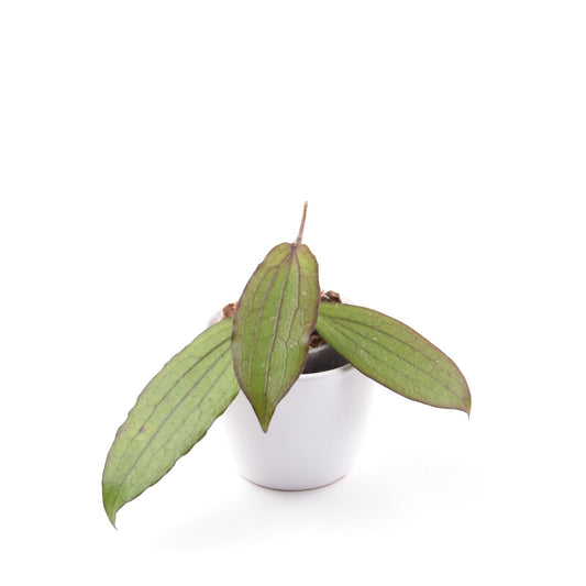 Hoya erythrina, Größe S, Nr. 6