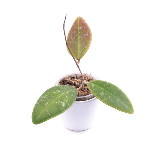Hoya rintzii Borneo, Größe S, Nr. 1