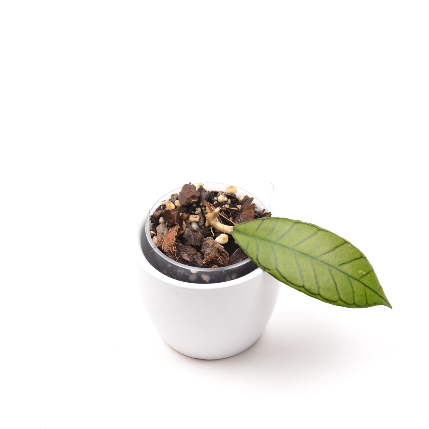 Hoya sp. 'Gunung Gading', Größe S, Nr. 2