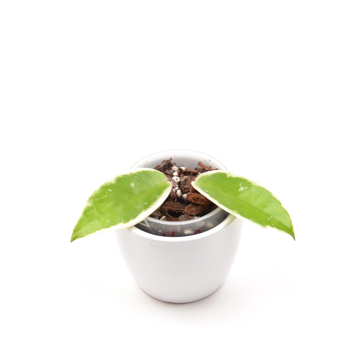 Hoya carnosa 'Krimson Qeen' (outer variegated), Größe S, Nr. 2