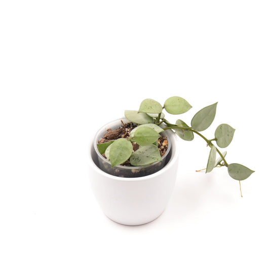 Hoya krohniana (super Silver), Größe S, Nr. 4