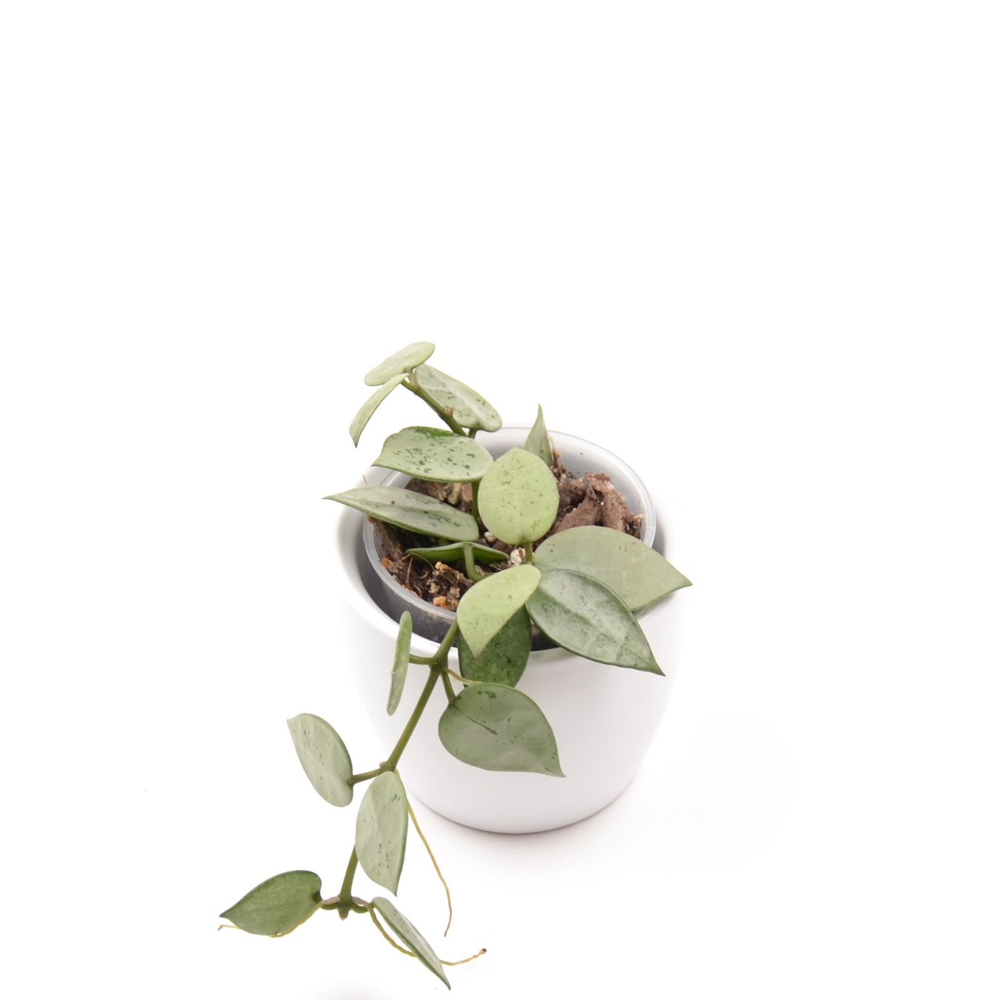 Hoya krohniana (super Silver), Größe S, Nr. 4