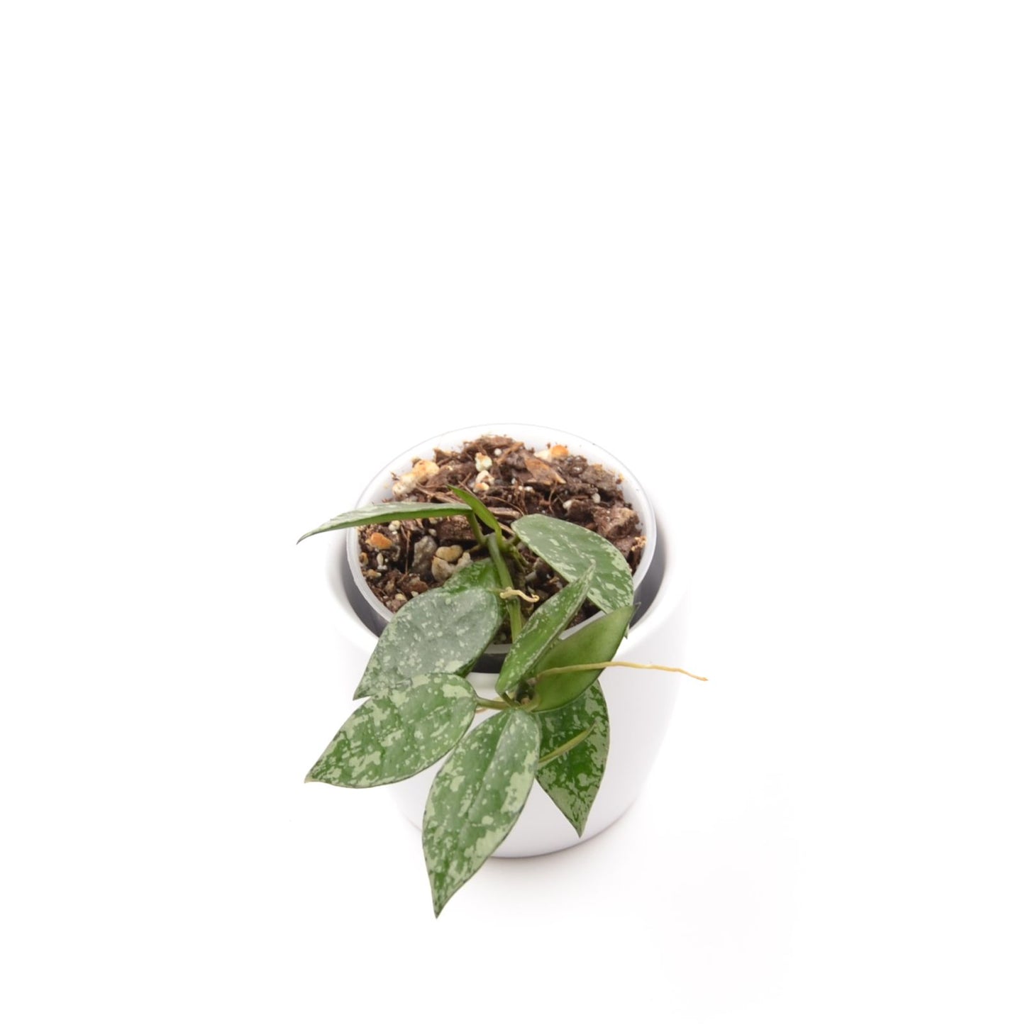 Hoya krohniana ‘Eskimo’, Größe S, Nr. 1