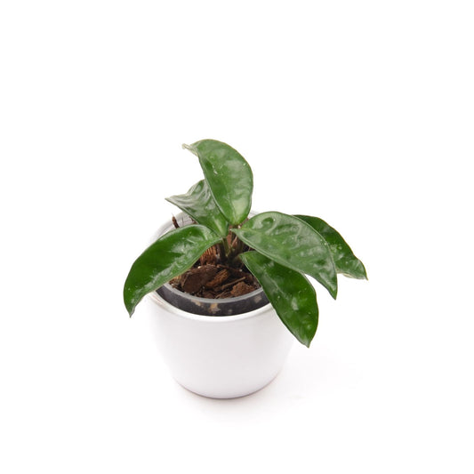 Hoya carnosa ‘Krinkle 8’, Größe S, Nr. 2