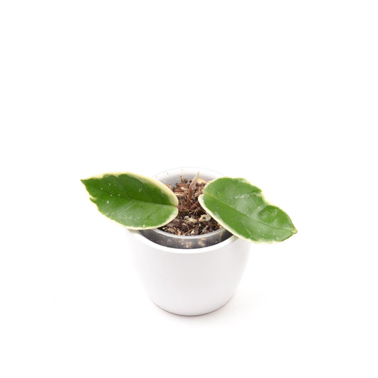 Hoya carnosa 'Krimson Qeen' (outer variegated), Größe S, Nr. 4