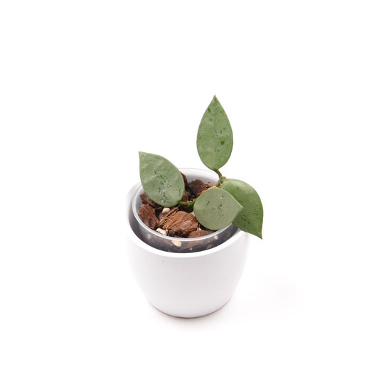 Hoya krohniana (super Silver), Größe S, Nr. 2