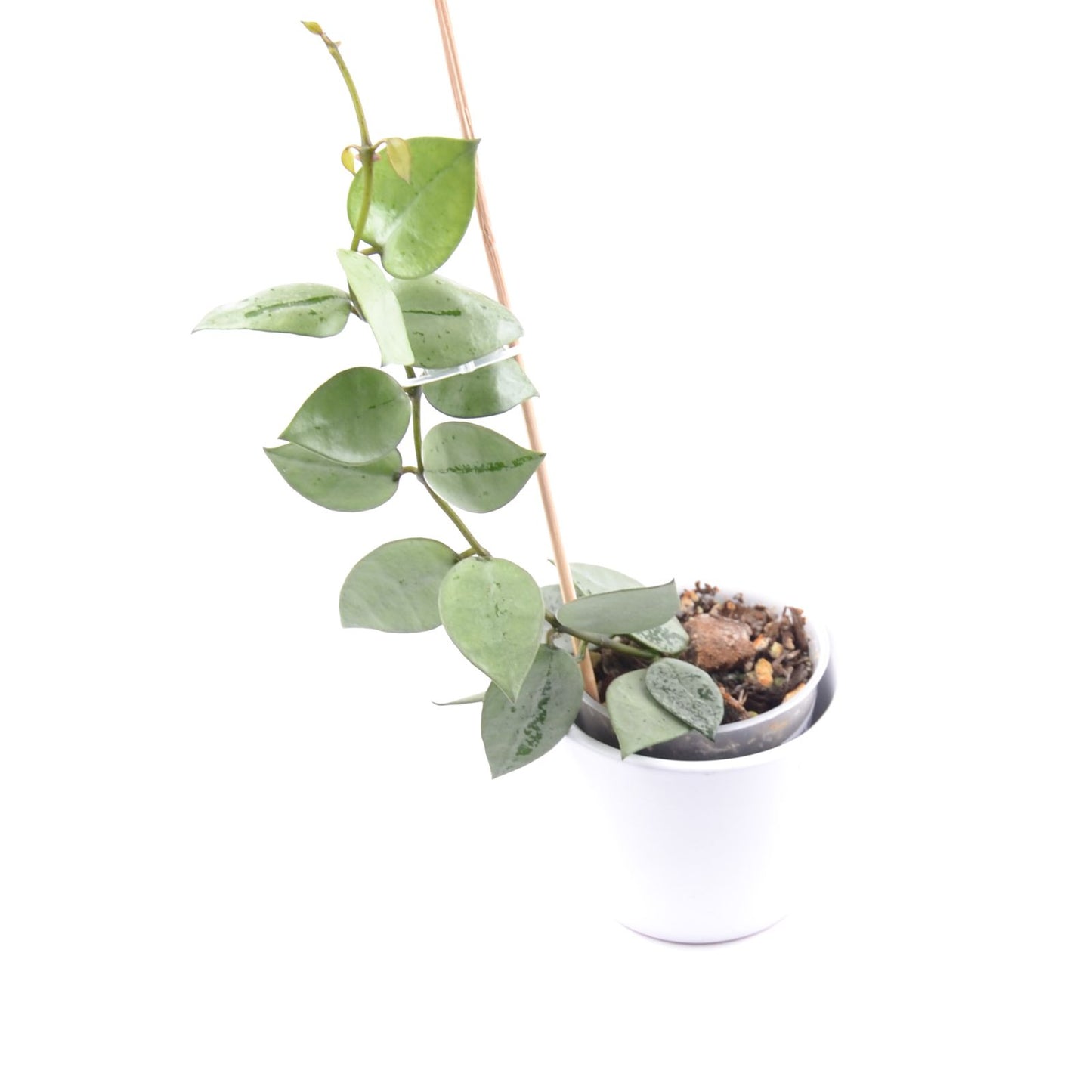 Hoya krohniana (super Silver), Größe S, Nr. 5