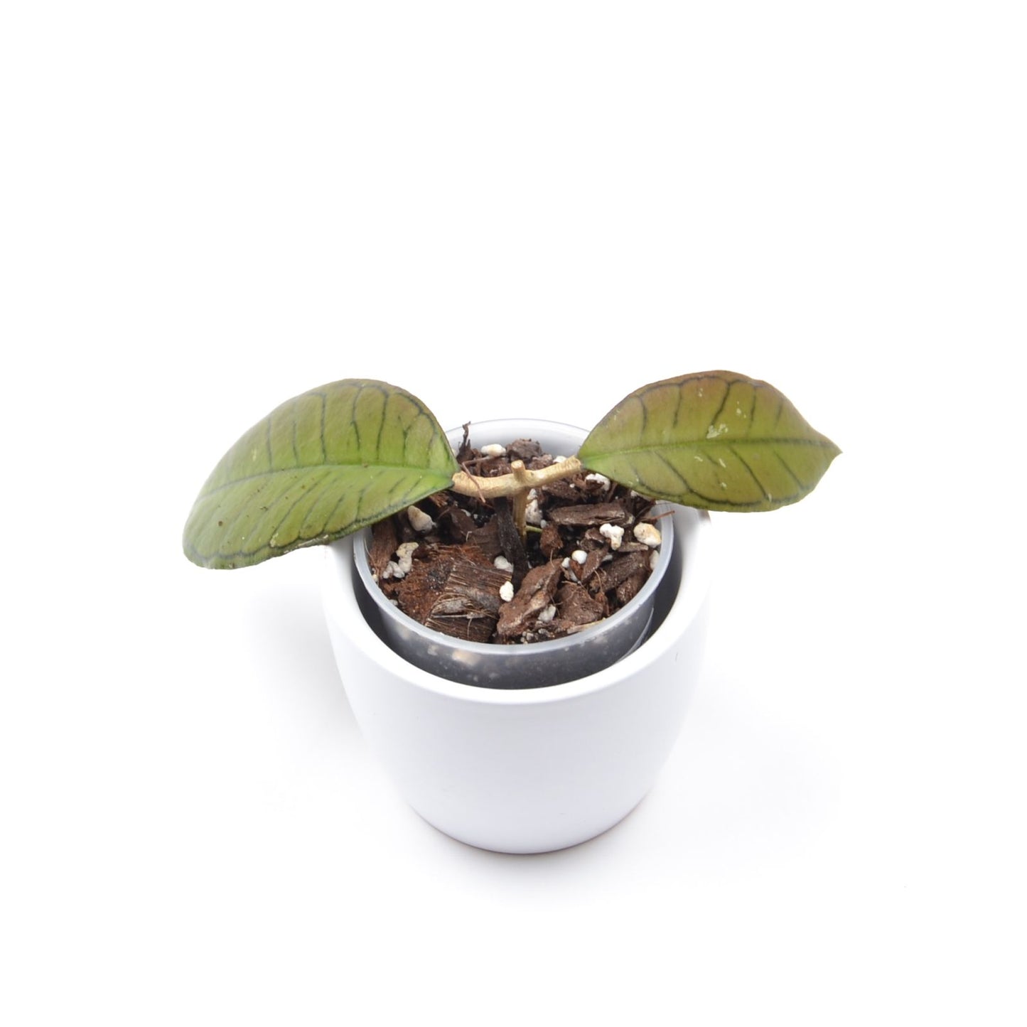 Hoya sp. 'Gunung Gading', Größe S, Nr. 1