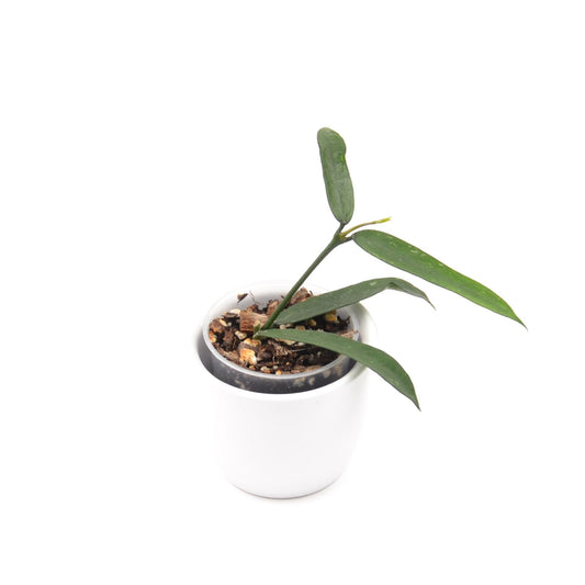 Hoya pandurata, Größe S, Nr. 1