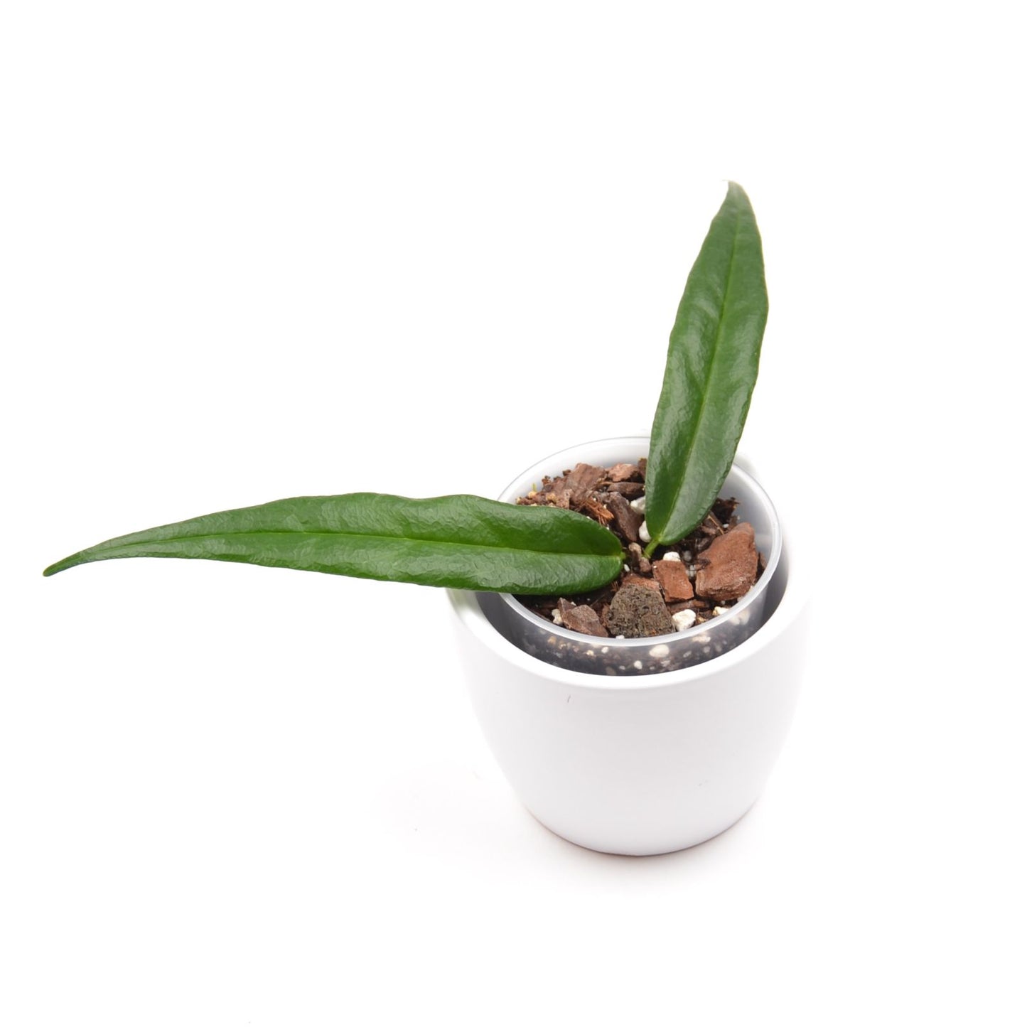 Hoya paradisea, Größe S, Nr. 1