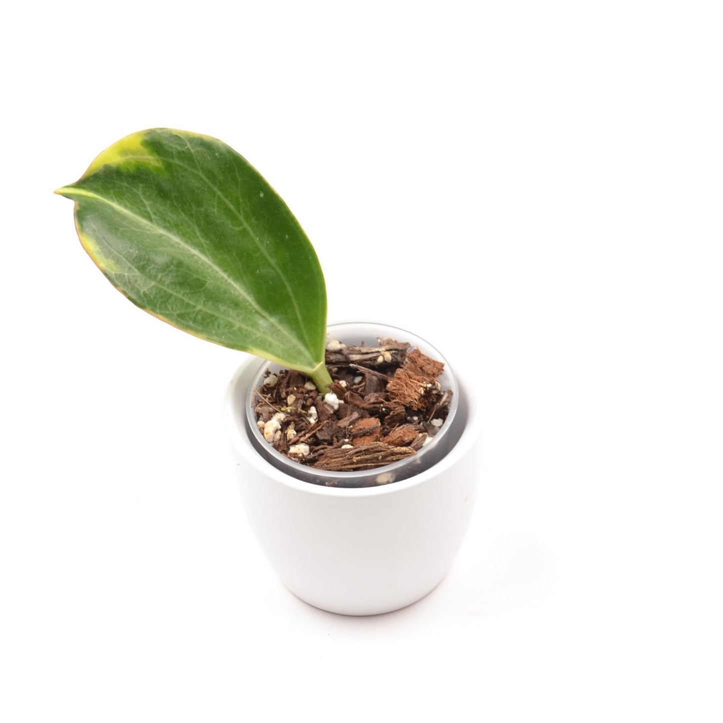 Hoya pachyclada (outer variegated), Größe S, Nr. 1