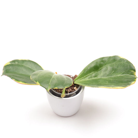 Hoya pachyclada (outer variegated), Größe S, Nr. 2