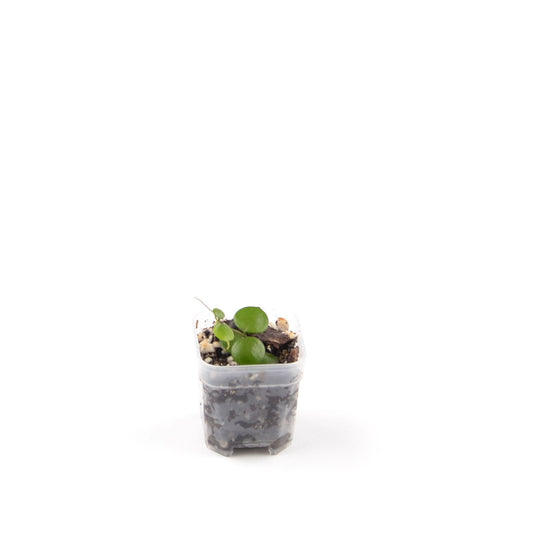 Hoya peltata, Größe S, Nr. 1