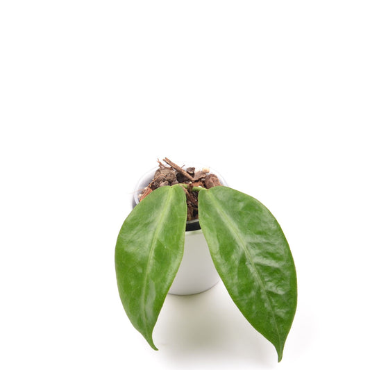 Hoya piestolepis, Größe S, Nr. 2