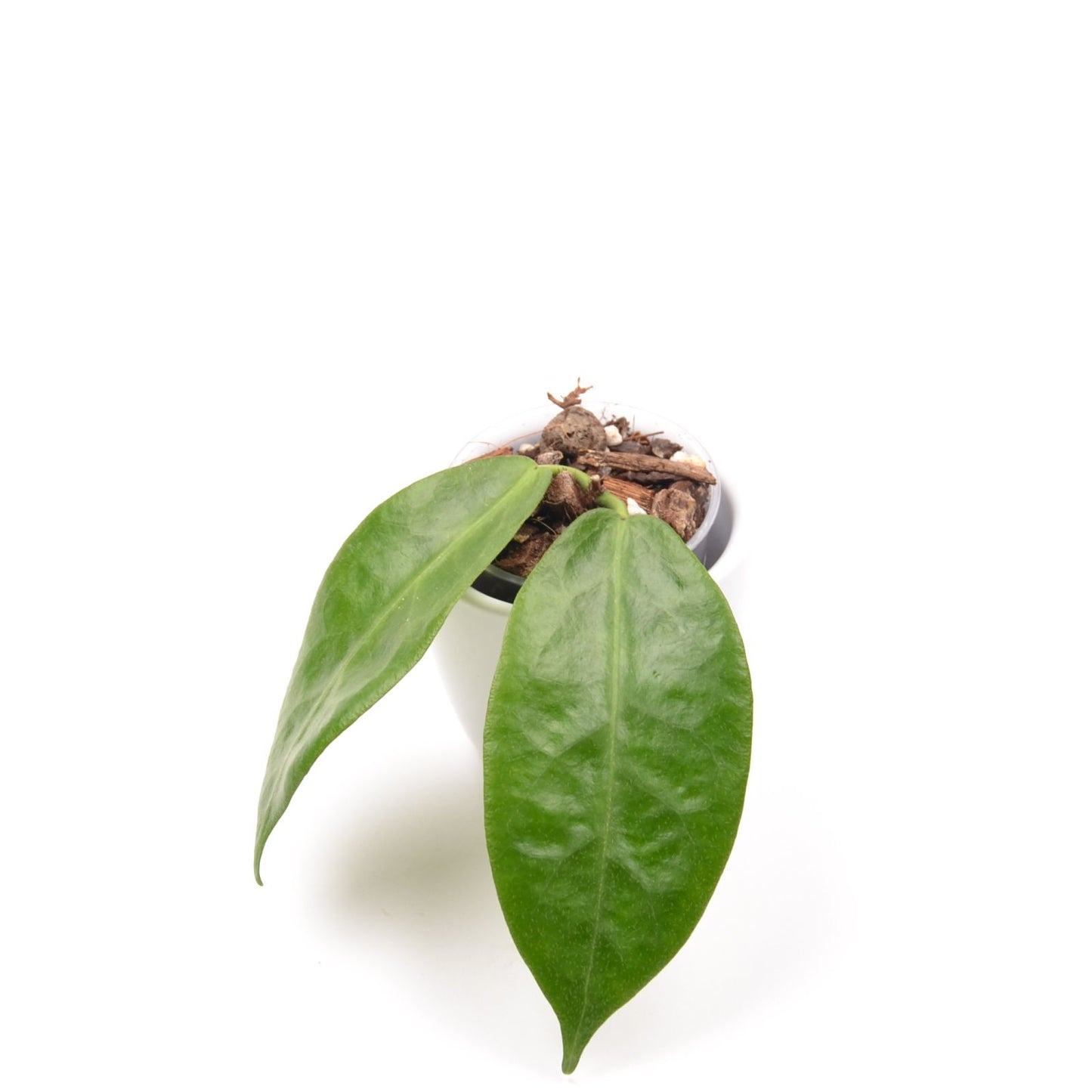Hoya piestolepis, Größe S, Nr. 2