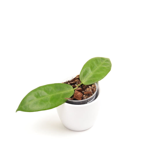 Hoya piestolepis, Größe S, Nr. 3