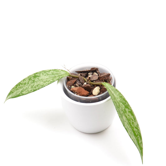 Hoya pubicalyx Silver Pink (splash), Größe S, Nr. 2