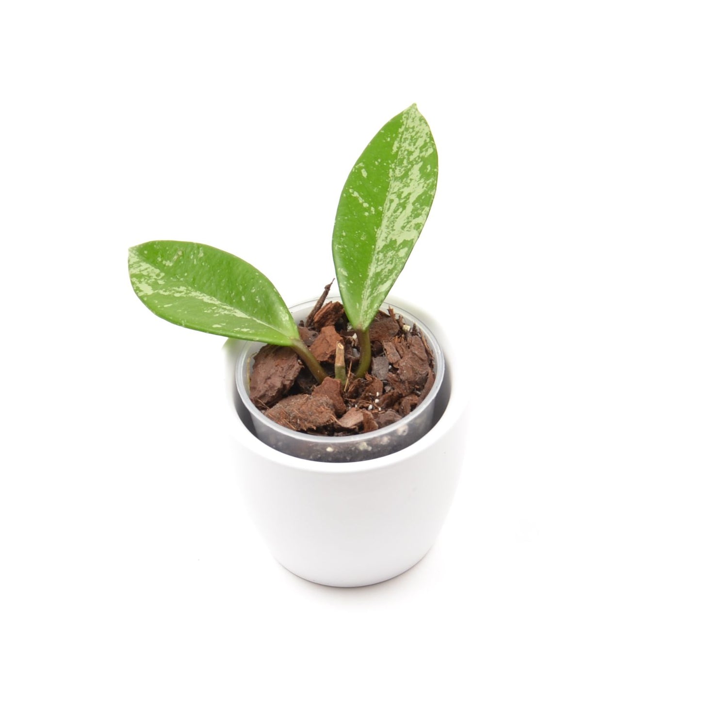 Hoya pubicalyx Silver Pink (splash), Größe S, Nr. 1