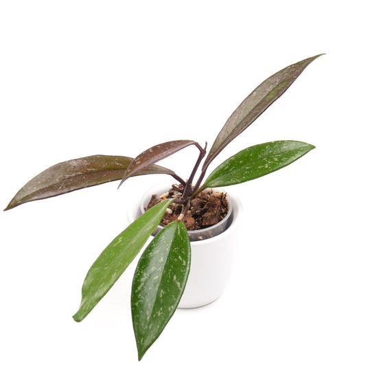 Hoya pubicalyx, Größe S, Nr. 5