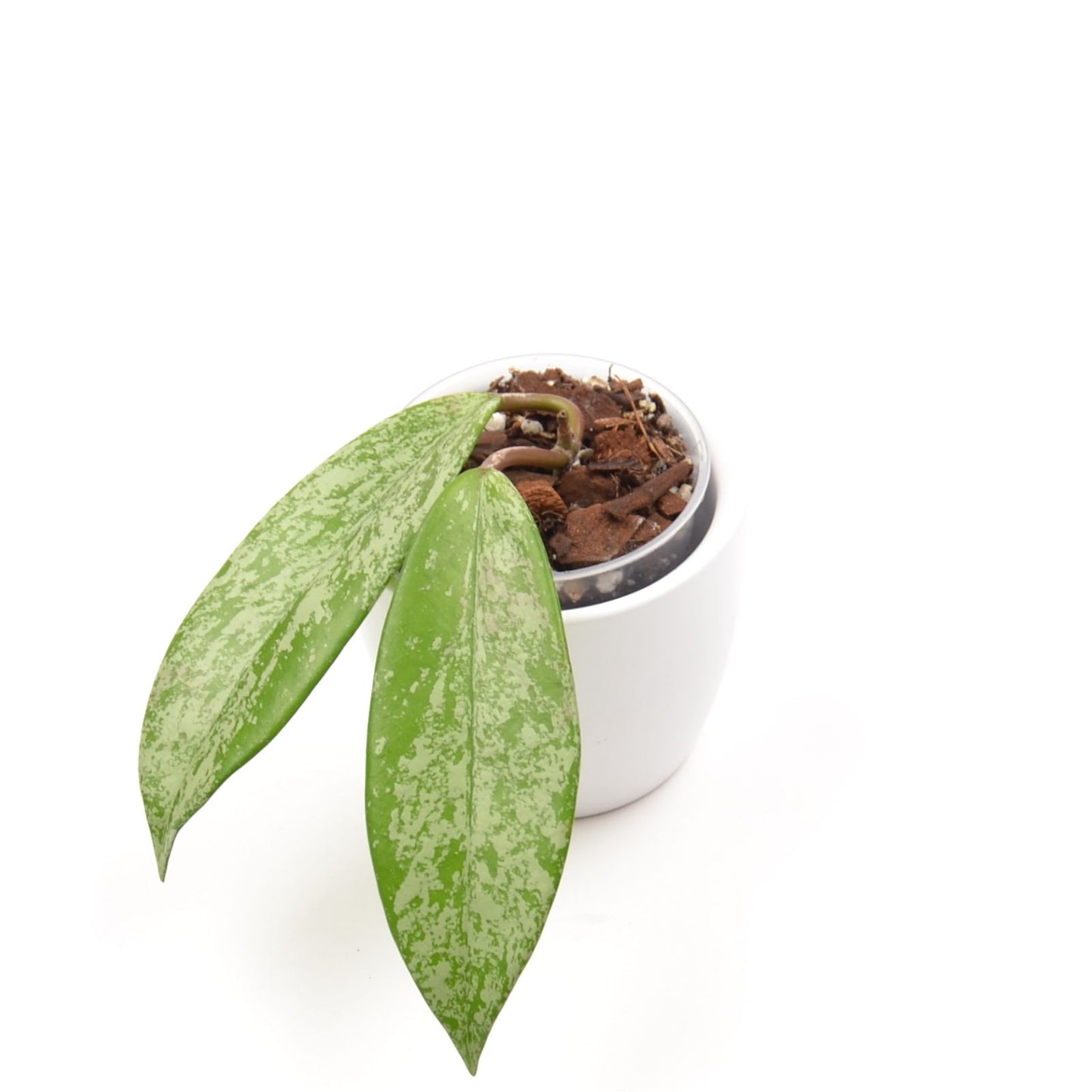 Hoya pubicalyx Silver Pink (splash), Größe S, Nr. 3