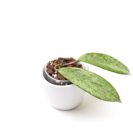 Hoya pubicalyx Silver Pink (splash), Größe S, Nr. 3