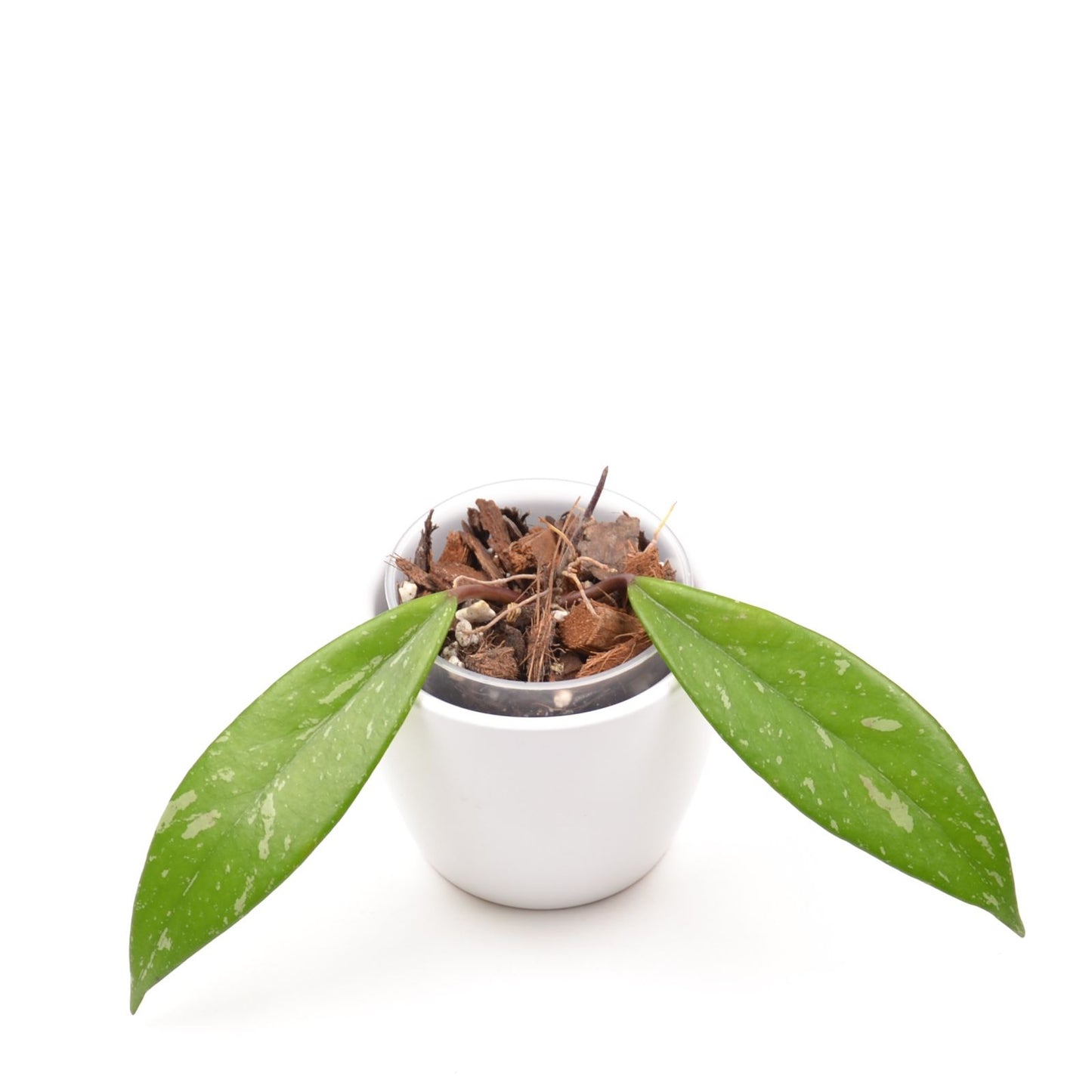 Hoya pubicalyx, Größe S, Nr. 1