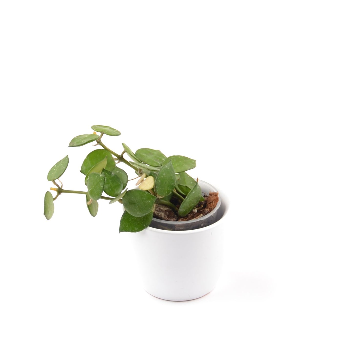 Hoya lacunosa RHM 023-1 'My little runaway', Größe S, Nr. 14