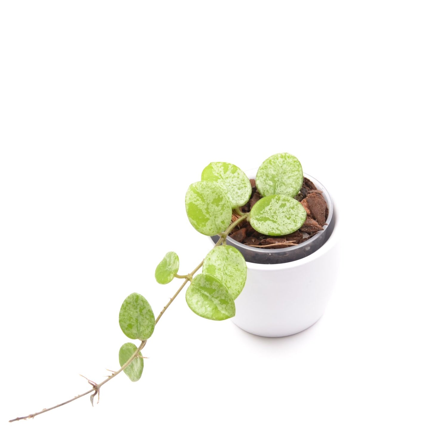 Hoya cv. Mathilde (splash), Größe S, Nr. 1