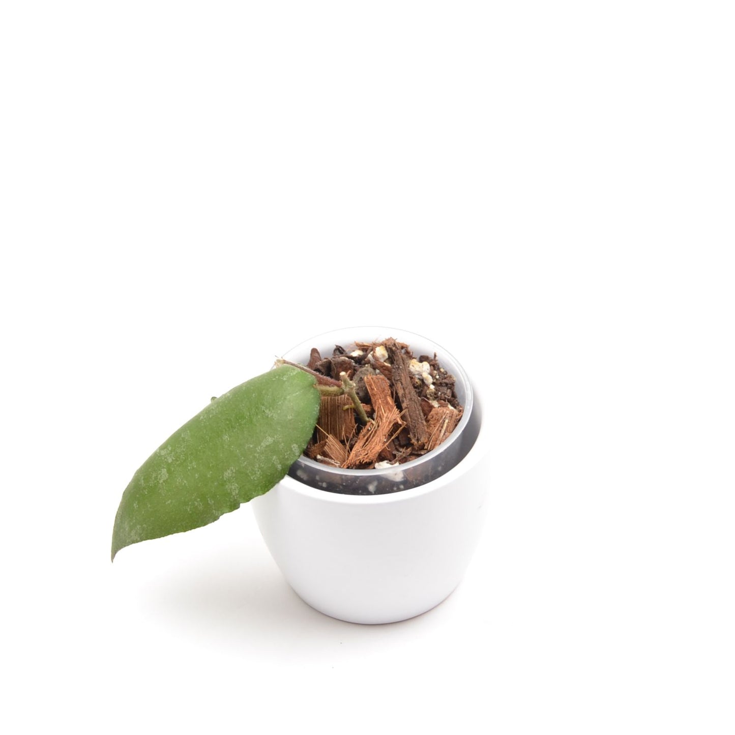 Hoya caudata ‘Sumatra’, Größe S, Nr. 3