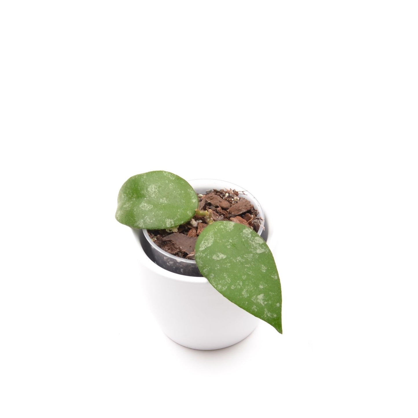 Hoya caudata ‘Sumatra’, Größe S, Nr. 1