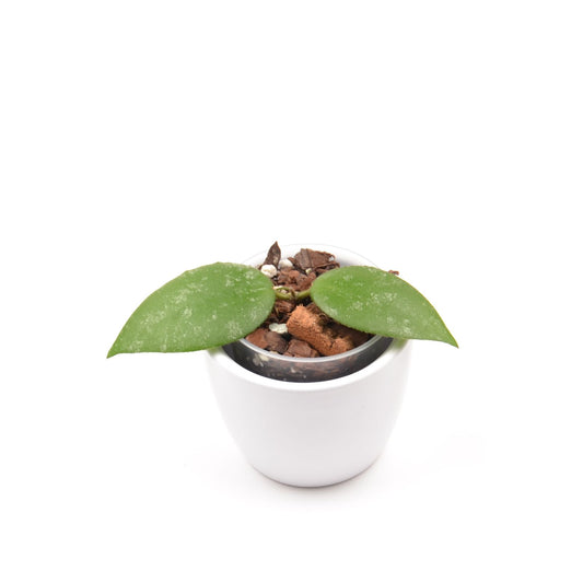 Hoya caudata ‘Sumatra’, Größe S, Nr. 2