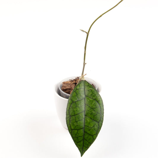 Hoya finlaysonii (West of Thailand), Größe S, Nr. 4