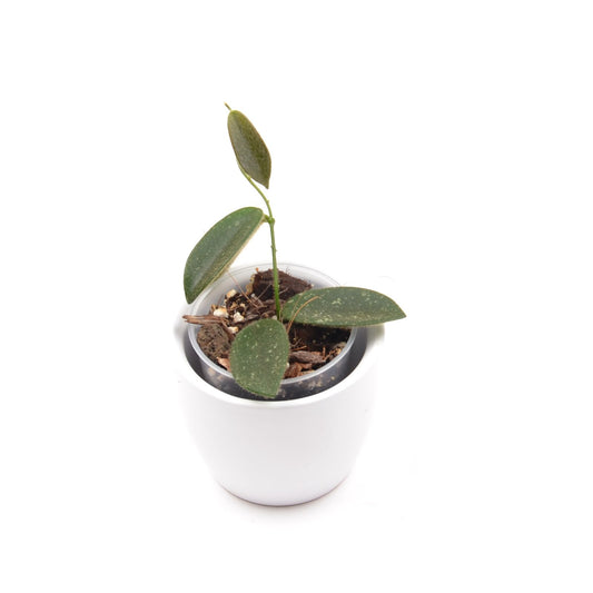 Hoya thomsonii, Größe S, Nr. 3