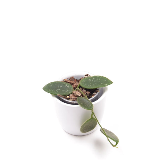 Hoya thomsonii, Größe S, Nr. 4