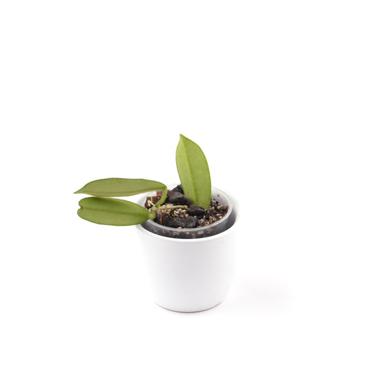 Hoya thomsonii, Größe S, Nr. 9