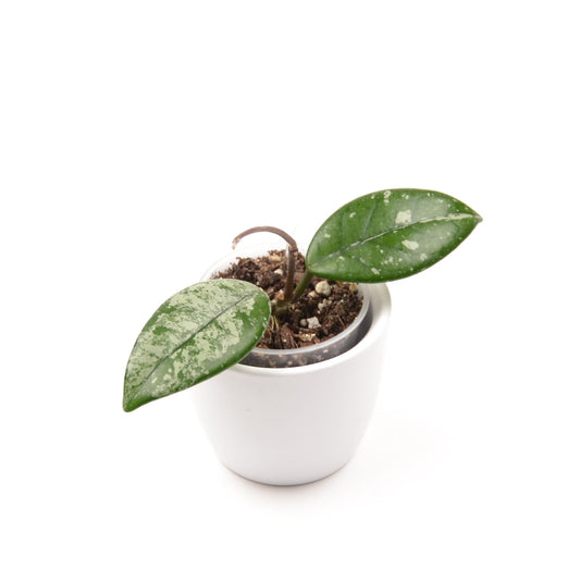 Hoya carnosa 'Wilbur Graves', Größe S, Nr. 4