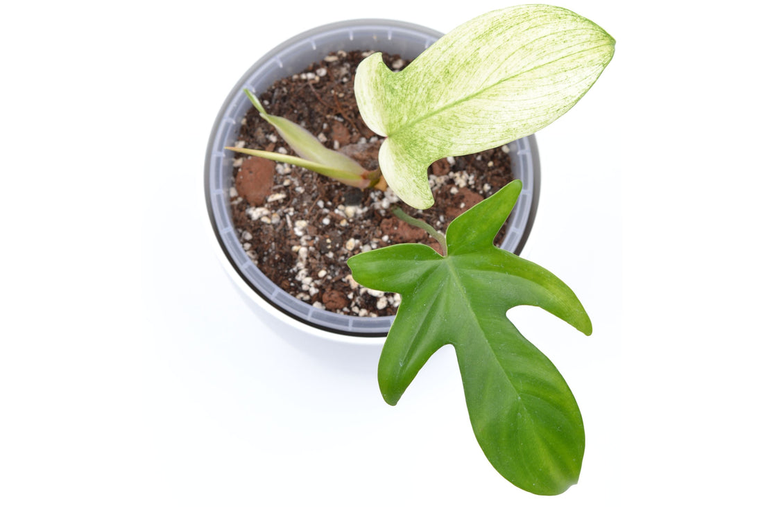 🌱 Meine grüne Sammlung